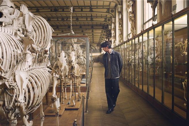 透过服装所谓的趋势流转，对比灭绝生物的遗骇，其实颇有意思。（peter wu提供／黄唯淯台北传真）