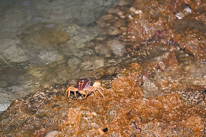每年農曆6至10月是墾丁陸蟹繁殖高峰期，陸蟹媽媽在月圓夜晚穿越重重關卡往海岸奔走，完成釋幼使命。（墾管處提供／羅琦文屏東傳真）