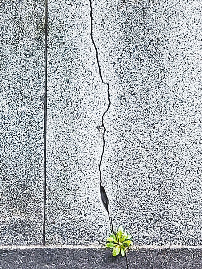 绿牡丹．济南路塞车所见路边洗石子围墙上有笔直流畅的分隔槽有曲折壅堵的龟裂槽裂槽根源处：开出一朵稀有的绿瓣牡丹⊙罗青／摄影