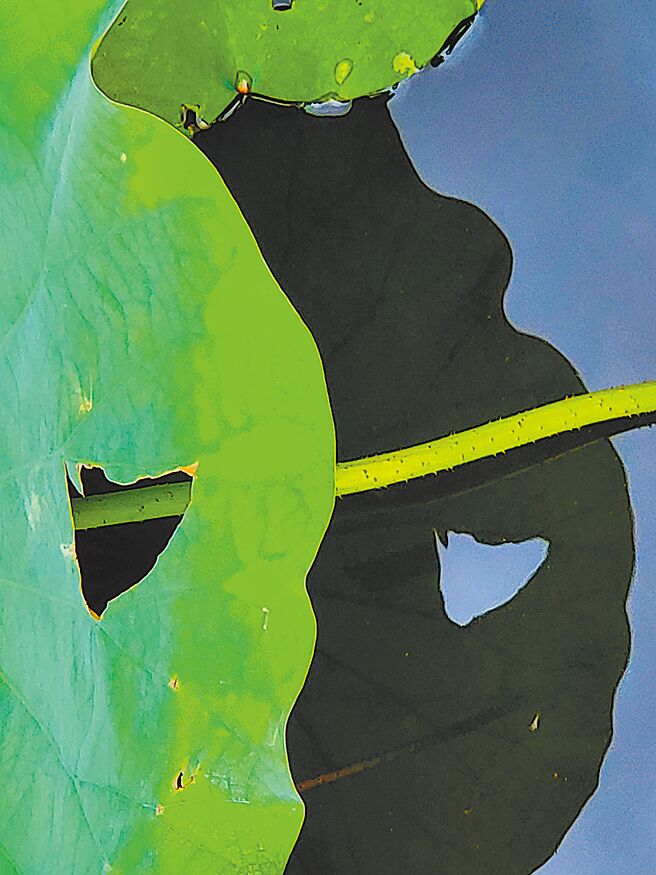 倒影的话．在南海学园荷花池看到现实从天而降向我迎头罩脸用力砸来砸出一个心型大洞让我变成一片有心的荷叶映照出心空不空的影子（民国113年夏）⊙罗青／摄影