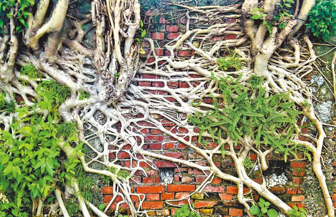 最后的砖墙．在北平东路华山艺文区偶遇我说就让我倒了吧塌了吧灰飞烟灭如此这般的算了吧老是这样憋着忍着撑着挺者实在太辛劳又辛苦还辛酸无奈你妳您你还有他他她它却奋力伸出手臂千条万条互相勾着拉着抓着握着围着，涨红着脸狠咬着牙硬是一句话也不说（民国106年春）⊙罗青／摄影