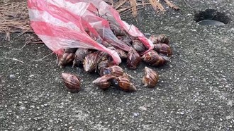 蝸牛小米粽釀3死！蝸牛能吃嗎？營養師5建議
