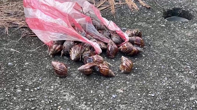 台東縣金峰鄉賓茂及壢坵部落18日疑似因食用「蝸牛小米粽」爆發集體食物中毒事件。（圖片：本報資料照）
