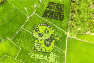 稻田裡長出彩色「龍寶寶」竹縣關西再添觀光亮點