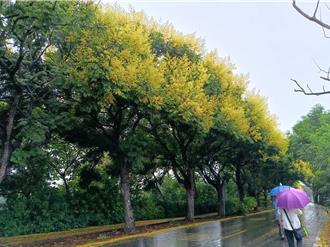 彰化東螺溪欒樹迎大爆「花」！1.5公里黃花隧道美不勝收