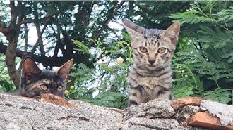 認養毛孩有好康！北市動物之家補助寵物保險最高3000元