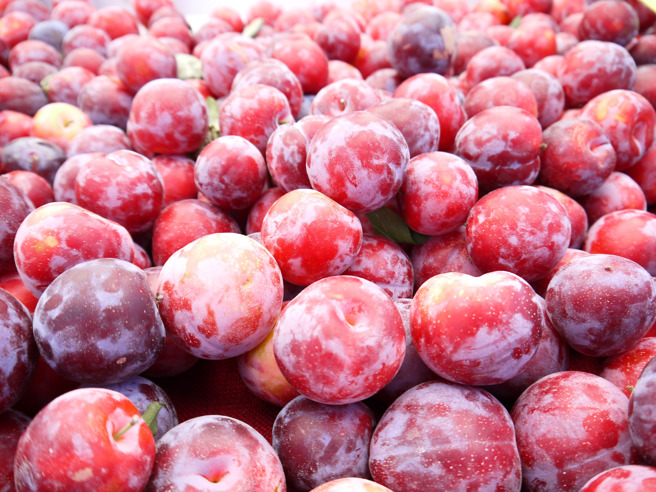 李子营养丰富，热量低又有饱足感，对身体大有益处，吃起来甜甜的也很美味。图为成熟的加州李。（示意图：shutterstock／达志）