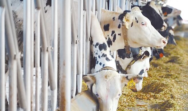 台南市今年获农业部补助3350万元淘汰寡产乳牛，农业局统计至今年底前，共受理登记淘汰604头寡产乳牛。（陈右欣提供／曹婷婷台南传真）