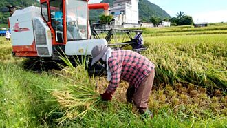 工商社論》為何日本鬧米荒，台灣米卻供過於求？