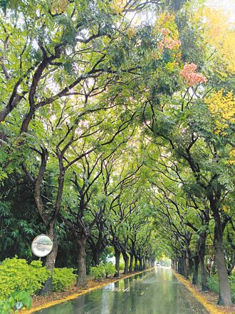 彰化 欒樹節9月28日登場 東螺溪黃花隧道將滿開