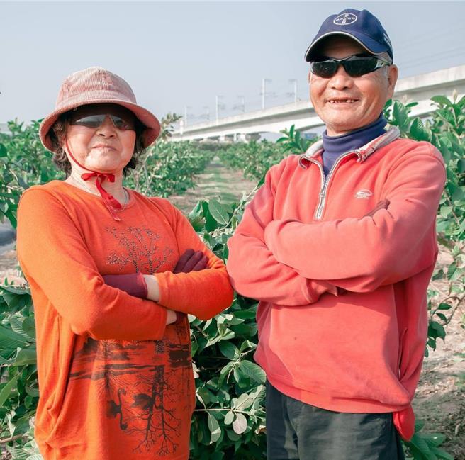 牡丹果食果园由「牡丹姨」（左）及「宽叔」（右）一手打下基础，栽种7分地的珍珠芭乐。（王义政提供／张毓翎台南传真）
