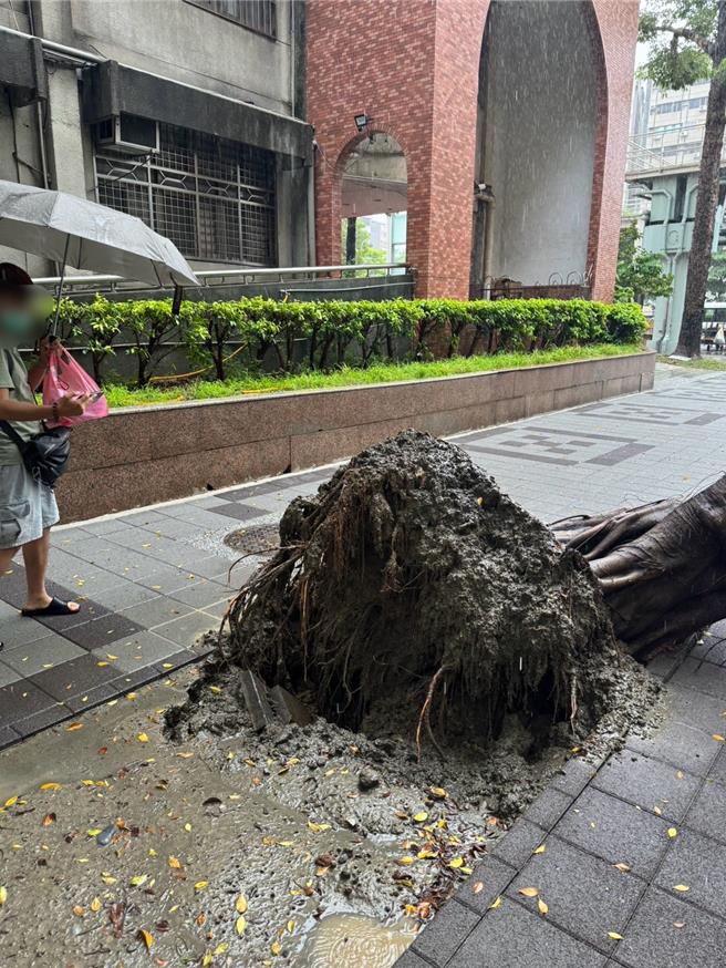 開封街路樹坍塌。（翻攝畫面）