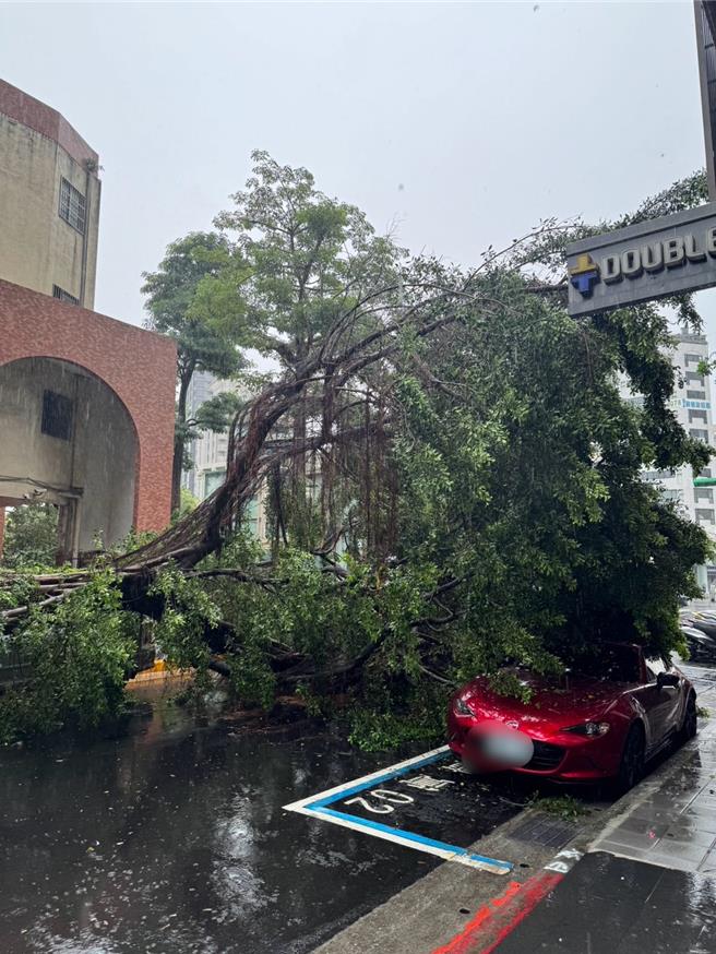 路樹坍塌並未造成民眾受傷。（翻攝畫面）