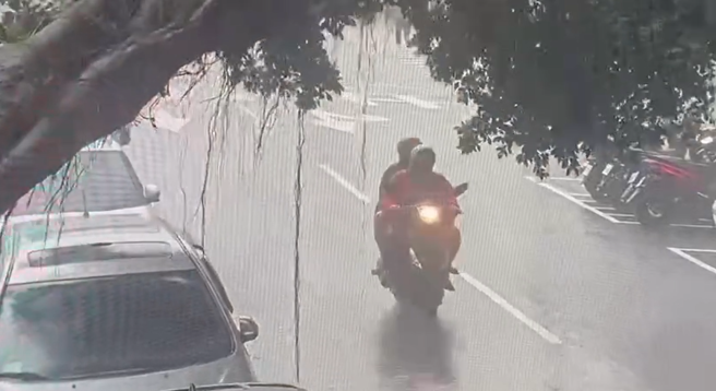 北市9米路樹疑樹根泡爛，倒塌時險壓到路過2騎士。（翻攝畫面）