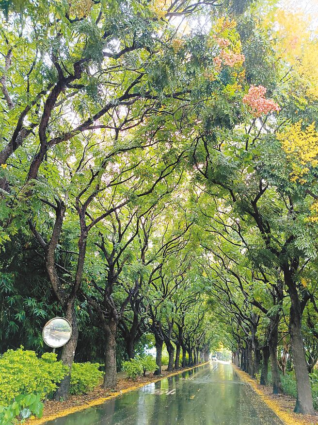 彰化縣東螺溪畔欒樹隧道全長約1.5公里，目前花開6成，預計9月底前大爆花。（葉靜美攝）