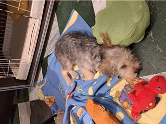 北市毛孩健康同樂會登場！免費狂犬病疫苗與精美獎品等你拿