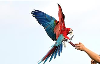 紅金剛鸚鵡高空展翅超吸睛 飼主卻最擔憂1件事
