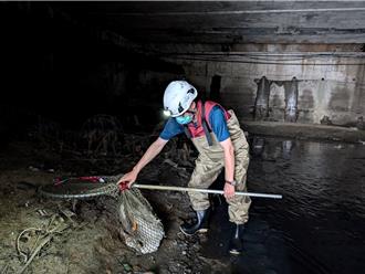 大白鴨受困樹林大排水溝 動保員周旋2小時營救