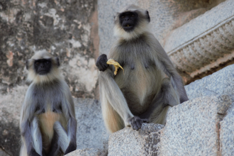 印度猴子超派！噁男拐6岁女童意图性侵 遭猴群衝出击退