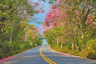 秋季限定 淡水、三峽美人樹綻放