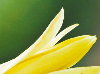 回憶生香玉蘭花