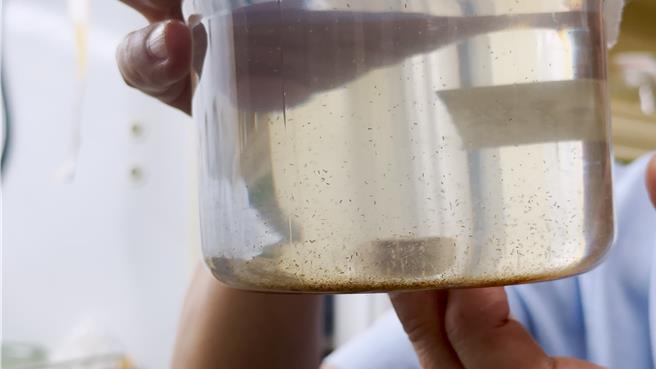 中山大学海科管研究团队的海洋蓝碳研究，发现海洋浮游动物及其代谢的「粪粒」是有机碳。（中山大学提供／郭良杰高雄传真）。