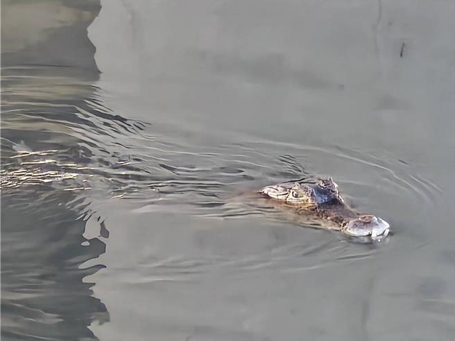 高屏溪上游的萬丹鄉崙頂堤防出現鱷魚。（屏東縣農業處提供／羅琦文屏東報導）