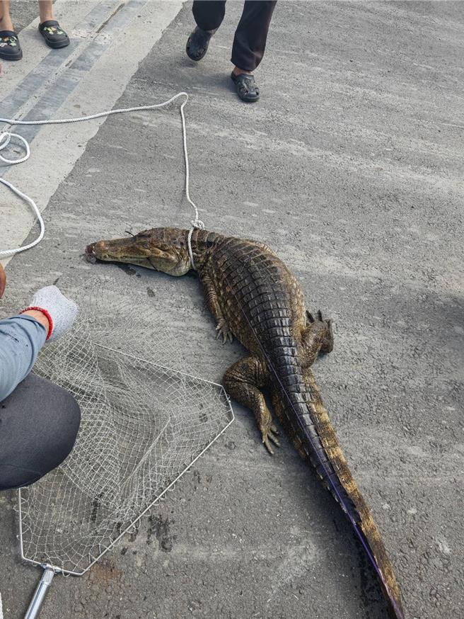 屏東縣農業處在高屏溪流域捕獲一隻長逾2公尺的凱門眼鏡鱷。（屏東縣農業處提供／羅琦文屏東報導）