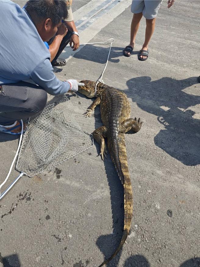 屏東縣農業處以雞誘捕，費時3小時抓到鱷魚。（屏東縣農業處提供／羅琦文屏東報導）