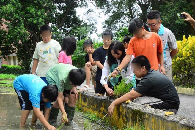 農糧署東區分署連續3年輔導銅門國小參與「食米學園計畫」，分署長林美華今天帶領學童在校園插秧體驗，體會稻農的辛苦。（王志偉攝）