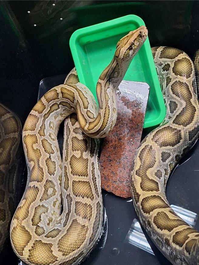 彰化县动防所今（23）日公告，缅甸蟒体型约1.7公尺，体重约11公斤，7天内若无人认领，将在9月30日上午10时，开放民眾认养。（彰县动防所提供／叶静美彰化传真）