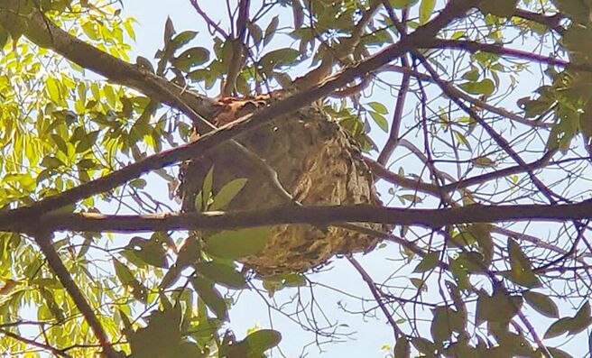 宜兰县知名景点梅花湖风景区近日发现黑腹虎头蜂巢，县府紧急设置警示线并公告黑腹虎头蜂具强毒性与攻击性，提醒大家勿靠近。（宜兰县冬山乡公所提供／吴佩蓉宜兰传真）
