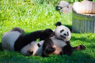 陸贈港兩隻大貓熊 李家超：「安安可可」26日抵港