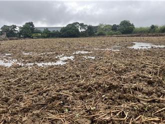 桃園菜價漲33％！連日大雨釀農損 批發價達每公斤39元