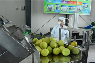 花蓮文旦柚「全果利用」 農改場機械設備大幅提高產能