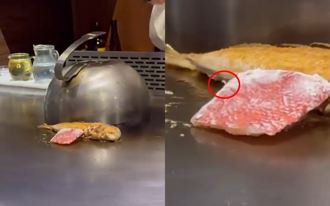 蛋白質加量不加價？鐵板燒店用餐 驚見魚肉塊上「蟲蟲狂蠕動」