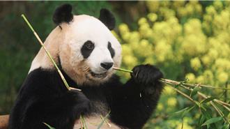 《再見，福寶》催淚在台上映！姜爺爺赴四川探望被認出超感動