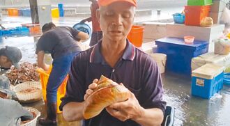 宜蘭 守護活化石 買家出12萬 放生龍宮貝