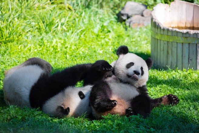 香港特首李家超表示，大陸送贈兩隻大貓熊周四抵港，機場將舉行歡迎儀式。（示意圖:shutterstock/達志）