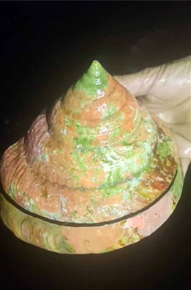 宜兰县头城镇渔民林天明日前捕捞到龙宫贝，他选择卖给愿意放生的卖家，今天出海放生。（林天明提供）