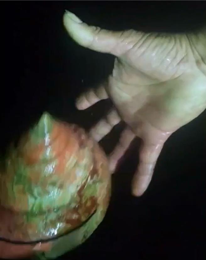 图为龙宫贝放生画面。（林天明提供）