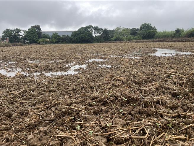 近期连日大雨导致桃园市部分区域有农损情形，目前桃园市农业局收到通报的有高梁4公顷、荞麦2.6公顷、大豆2.3公顷浸水。（桃园市农业局提供）
