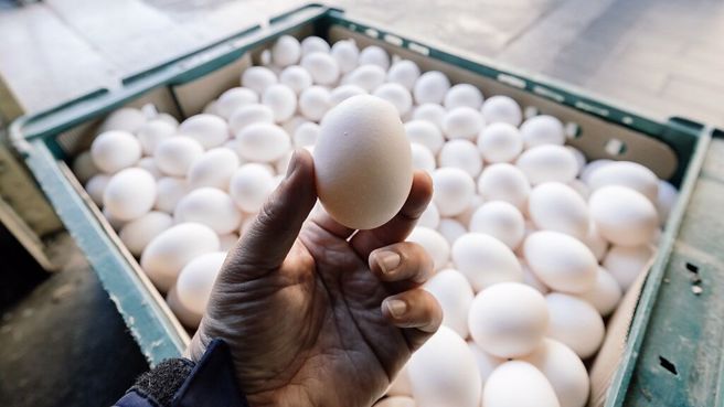 超思蛋争议爆发超过一年时间，如今北检终于採取大动作侦办，但民眾疑虑能否办得出来？（示意图非事件进口蛋／资料照）