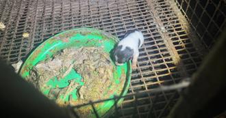 桃園市中心竟藏屠狗基地　越女「抓狗如抓雞」地獄產業鏈曝光