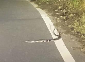 影》嘉義仁義潭驚現「雙蛇纏鬥」！專家揭背後真相