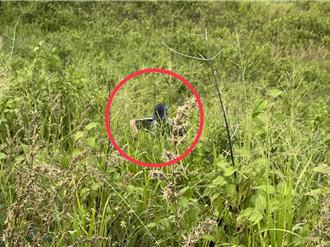 彰化阿伯爬八卦山遇蜂群攻擊　衝進公墓藏身草叢保命