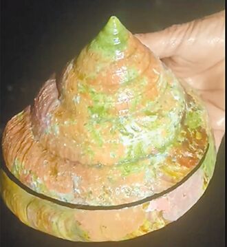 宜蘭 12萬買來放生 龍宮貝回家了