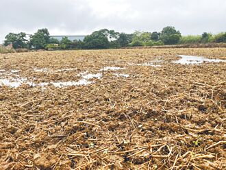 桃園連日豪雨致農損 菜價漲逾3成