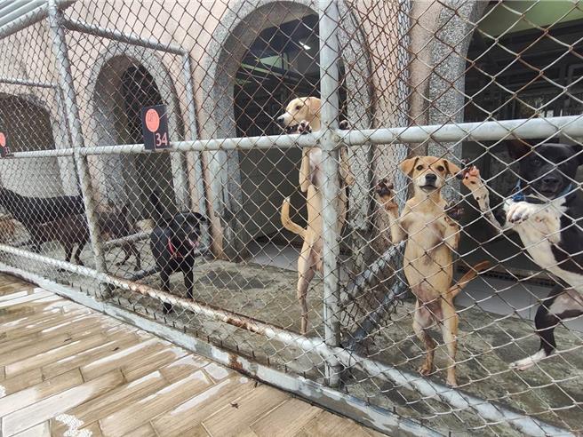 台中市動物之家可愛毛小孩，渴望有一個溫暖的家，動保處呼籲民眾以認養代替購買。（陳淑娥攝）