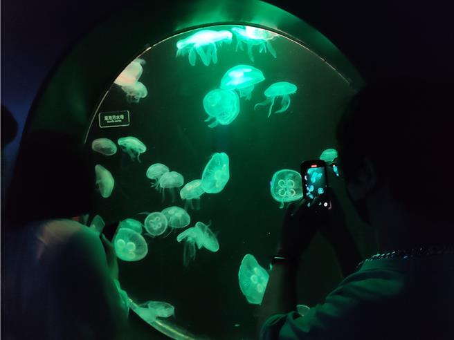 游客看着水母缸，直言看久了真的很放松。（罗琦文摄）